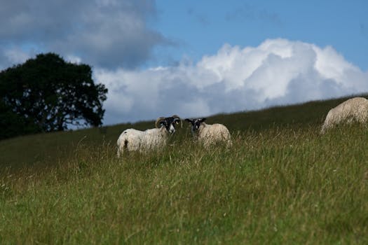 Bellingham, WA neighborhood