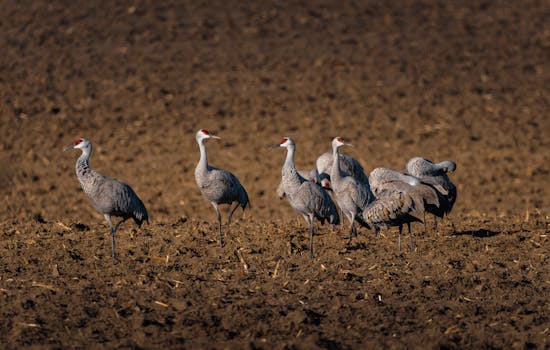 Richland, WA skyline