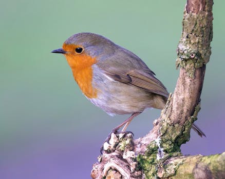 Warner Robins, GA business