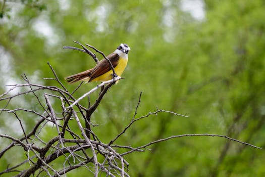 Brownsville, TX hero