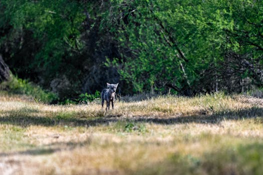 Brownsville, TX neighborhood