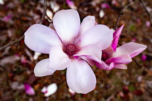 Tallahassee, FL neighborhood