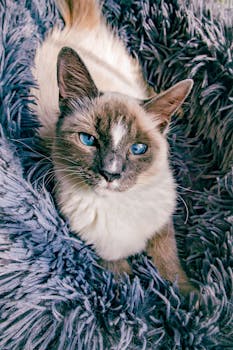 Tallahassee, FL skyline